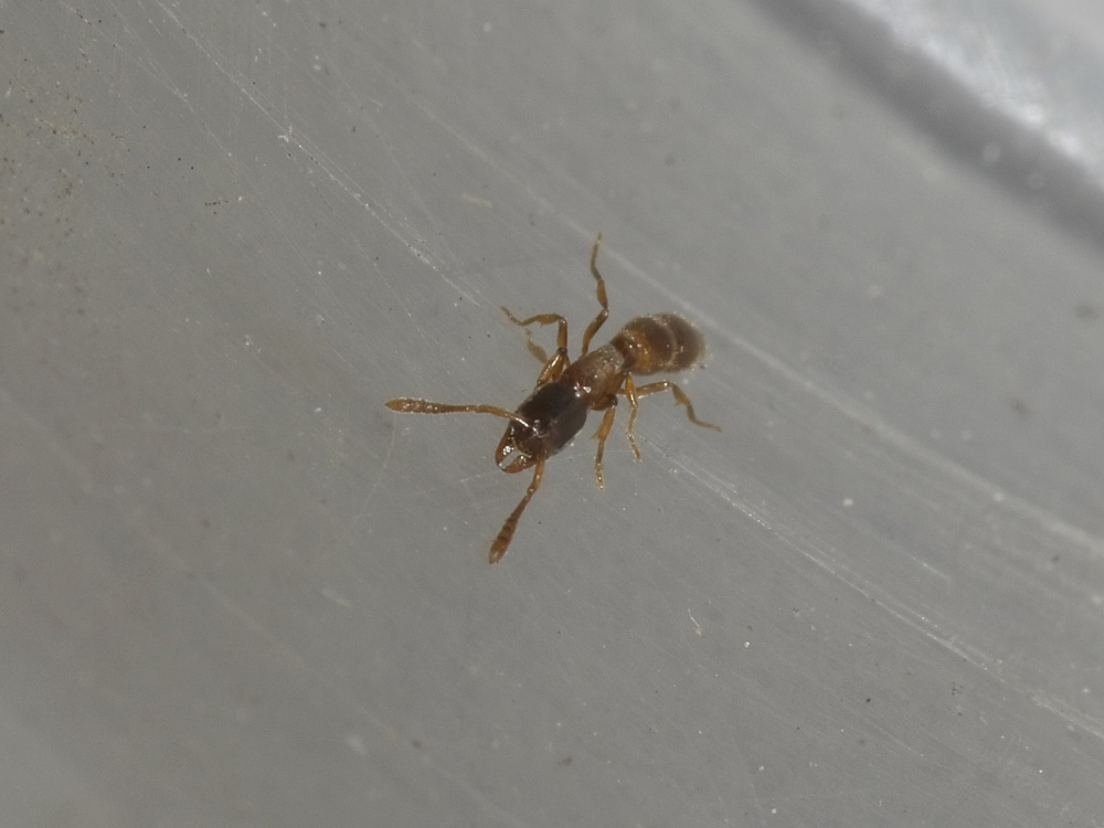 Formicidae: probabile Ponera sp.